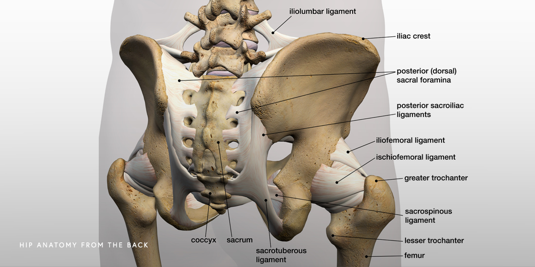 Hip Surgery - LALL Orthopedics